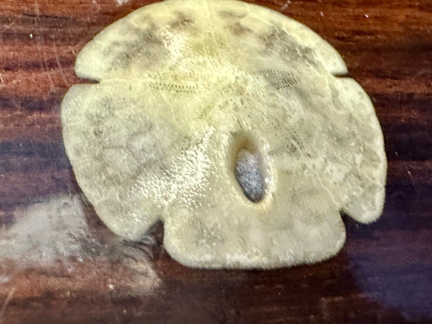 Artisan wood belt buckle with small inlaid sand dollar sea shell