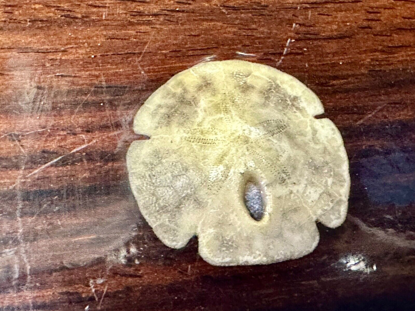 Artisan wood belt buckle with small inlaid sand dollar sea shell