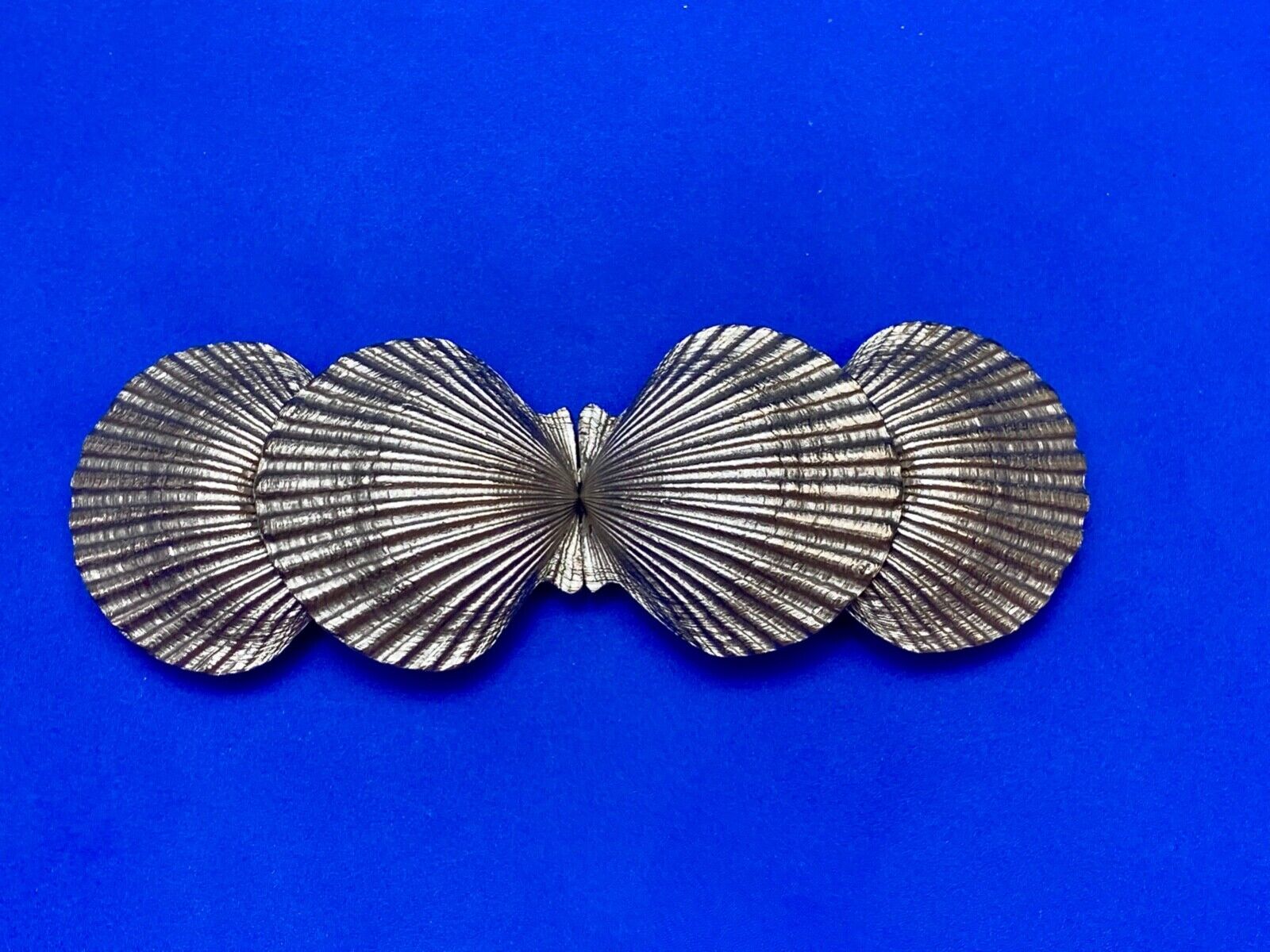 Two piece Interlocking silver color dual Clam SHELL belt buckle - DR Doreen Ryan