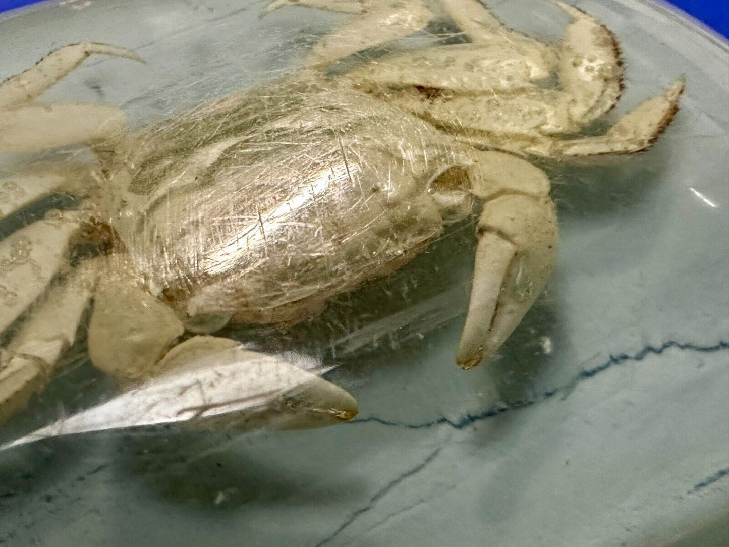 White Fiddler Crab Encased in Clear Enamel Vintage Gold tone Belt Buckle