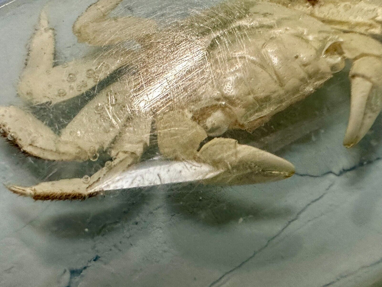 White Fiddler Crab Encased in Clear Enamel Vintage Gold tone Belt Buckle