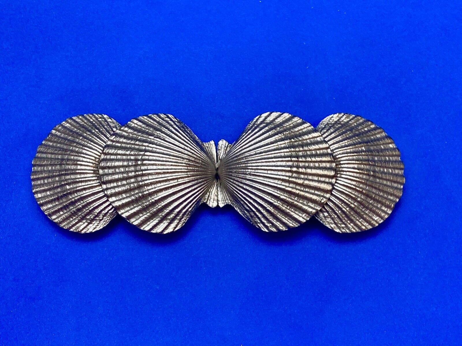 Two piece Interlocking silver color dual Clam SHELL belt buckle - DR Doreen Ryan