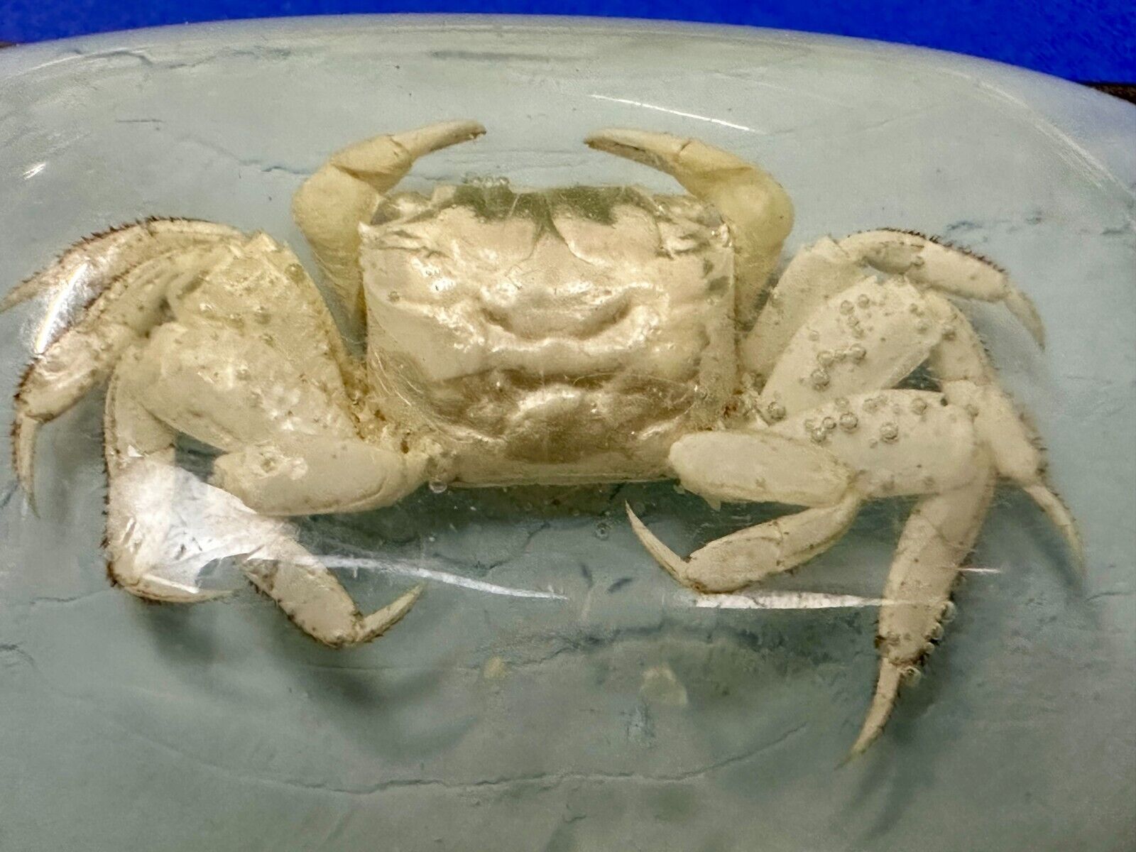 White Fiddler Crab Encased in Clear Enamel Vintage Gold tone Belt Buckle